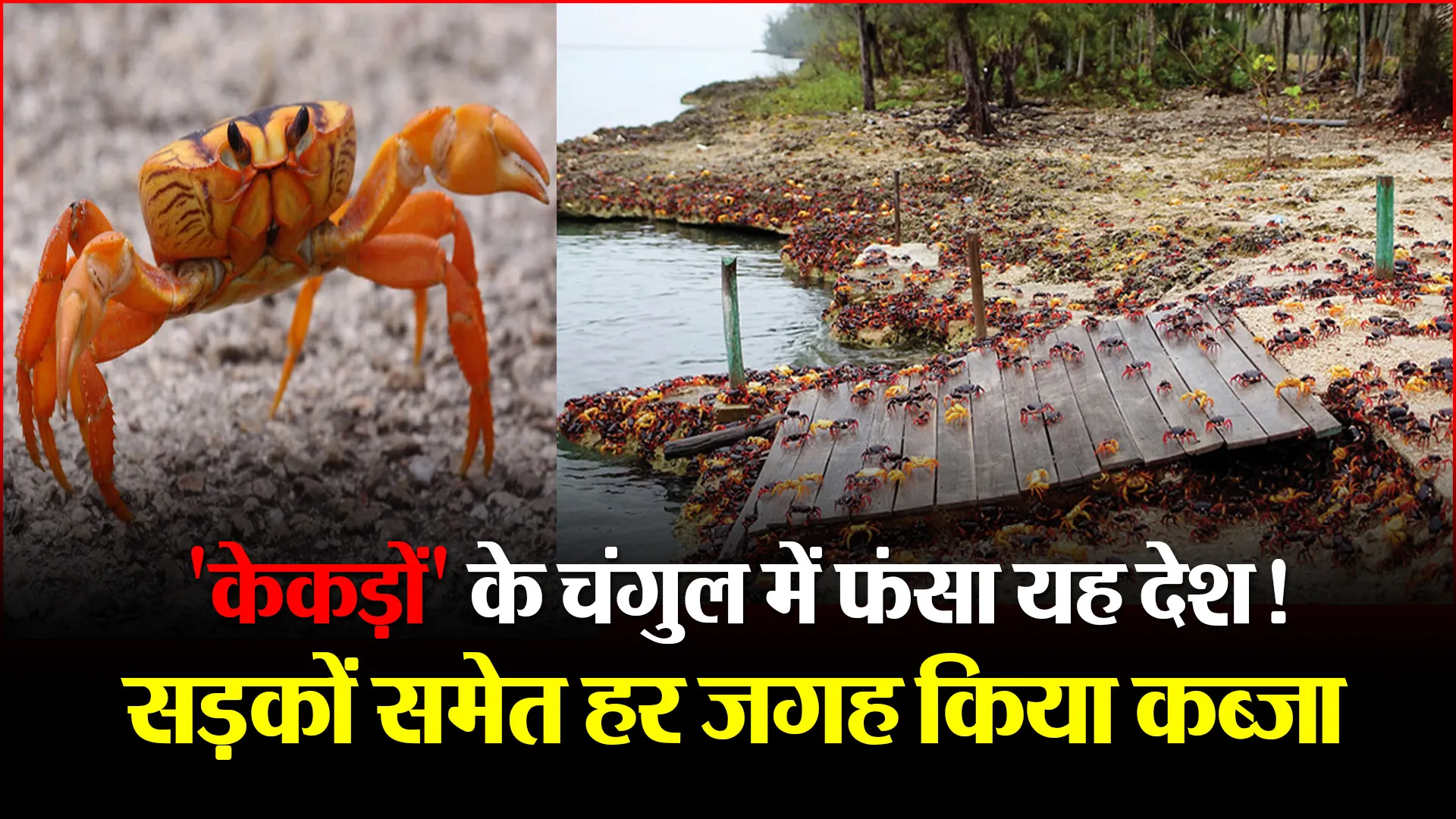 ‘केकड़ों’ के चंगुल में फंसा यह देश! सड़कों समेत हर जगह किया कब्जा