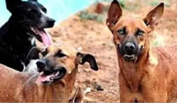 अमरोहा : कुत्तों के झुंड पर सवार हुई हैवानियत, आठ साल की मासूम को किया घायल
