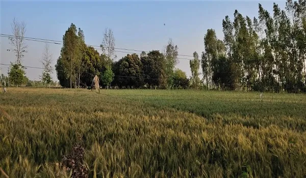 संभल : बिजली विभाग की लापरवाही से किसान परेशान, शिकायत करने पर भी नहीं हो रही सुनवाई