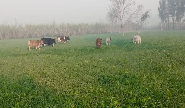अमरोहा : किसान की फसल चौपट कर रहे आवारा पशु
