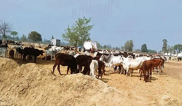 मुरादाबाद : देवरा भूरा गांव की गोशाला में फिर मरीं 16 गायें
