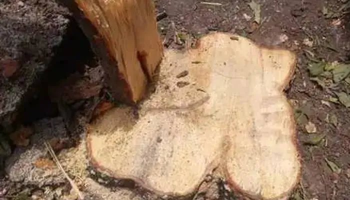 अमेठी: चोर काट ले गए शीशम के कई कीमती पेड़, जांच में जुटा वन विभाग