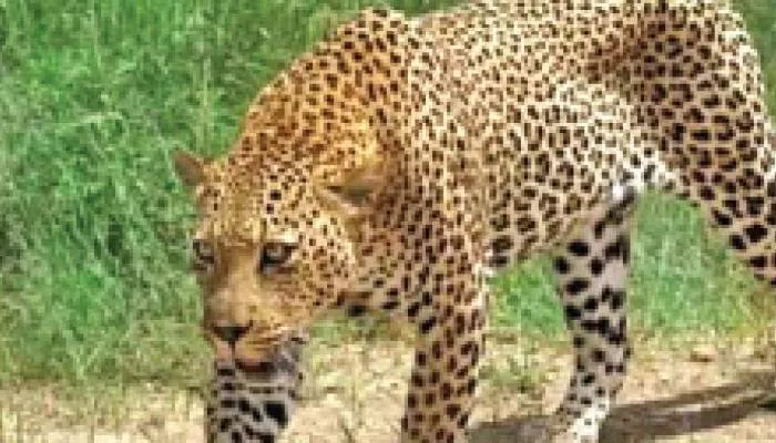बहराइच: तेंदुए ने गाय का किया शिकार, नहीं पहुंचे वनकर्मी, ग्रामीणों में दहशत