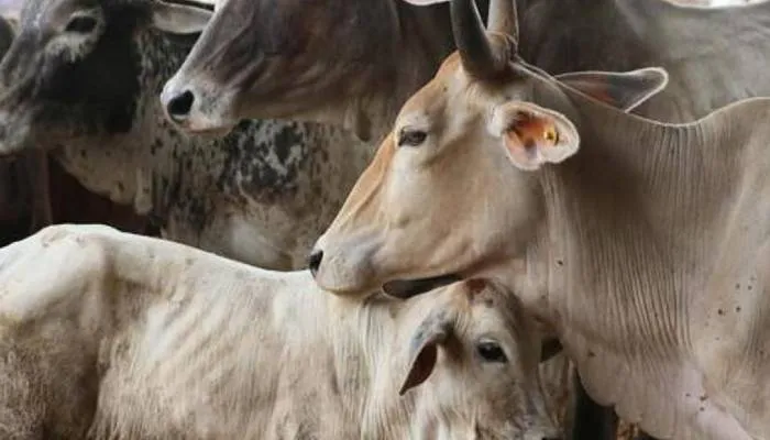 बाराबंकी: जंगली जानवर के हमले से एक गोवंश की मौत, एक घायल