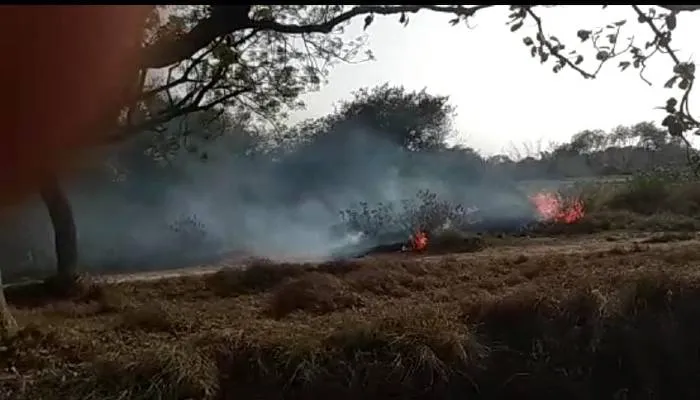 रायबरेली: जंगल में लगी भीषण आग, सैकड़ों बीघे वन संपदा हुई खाक
