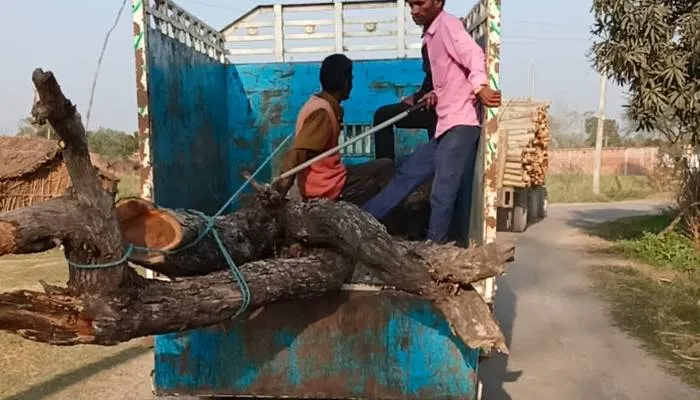 बहराइच: ग्राम समाज की जमीन पर लगे खैर के पेड़ काटे, वन विभाग ने लिया कब्जे में