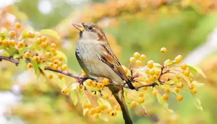 World Sparrow Day 2022: जौनपुर में मनाया गया विश्व गौरैया दिवस