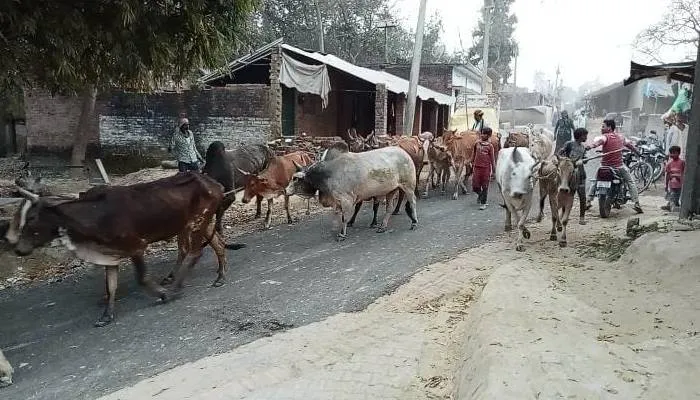 सीतापुर: फसलों को नुकसान पहुंचा रहे बेसहारा पशु, किसान परेशान
