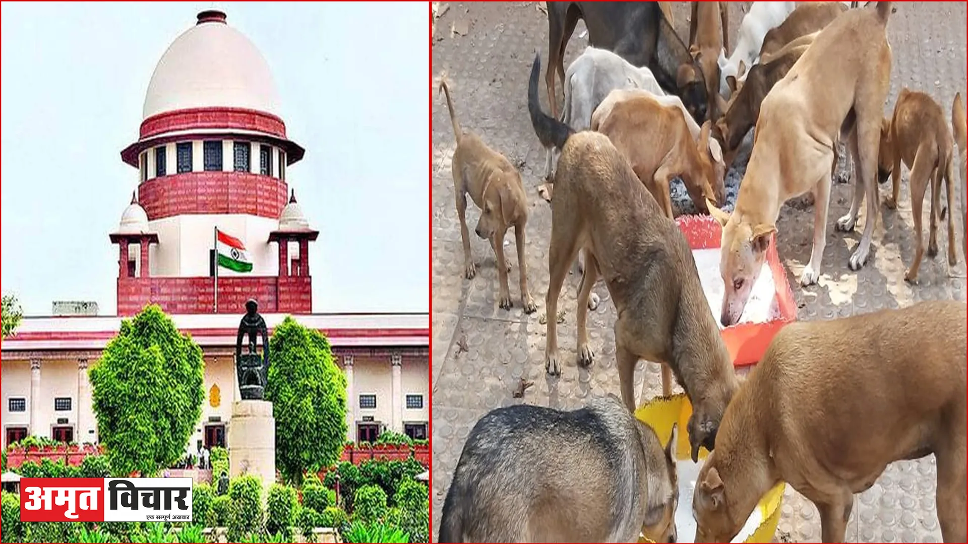 आवारा कुत्तों को खाना खिलाने पर लगी रोक, सुप्रीम कोर्ट ने याचिका पर सुनाया फैसला
