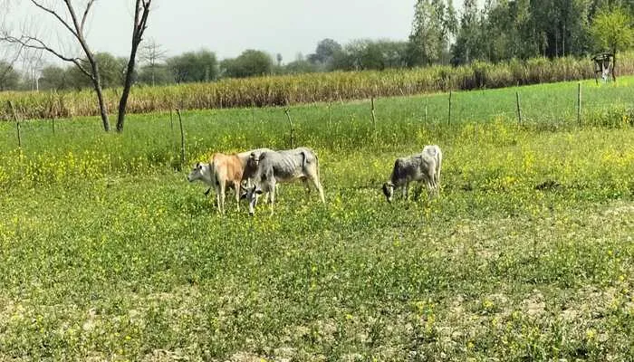 बहराइच: गांवों में किसानों की फसलों को नुकसान पहुंचा रहे मवेशी