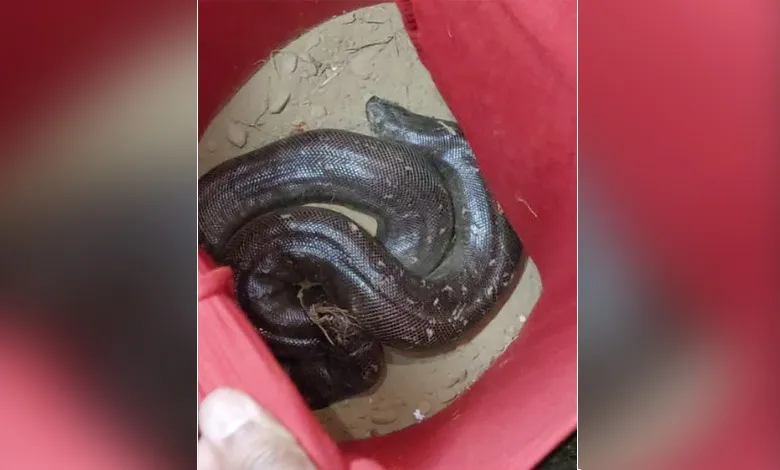 बरेली: बिथरी चैनपुर में दो मुंह वाले सांप की तस्करी करने वाला गिरफ्तार, एक आरोपी फरार