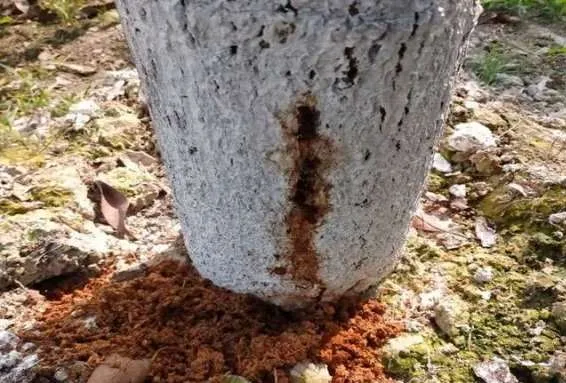 बरेली: तना छेदक कीट से करें आम के पेड़ का बचाव