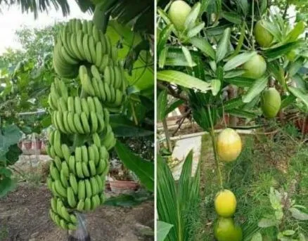 बरेली: आम, पपीता और केले की खेती का लक्ष्य पूरा