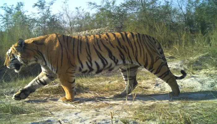 बहराइच: कतर्नियाघाट में शुरू होगी बाघों की गणना, जानें कैसे होगी संख्या की पहचान