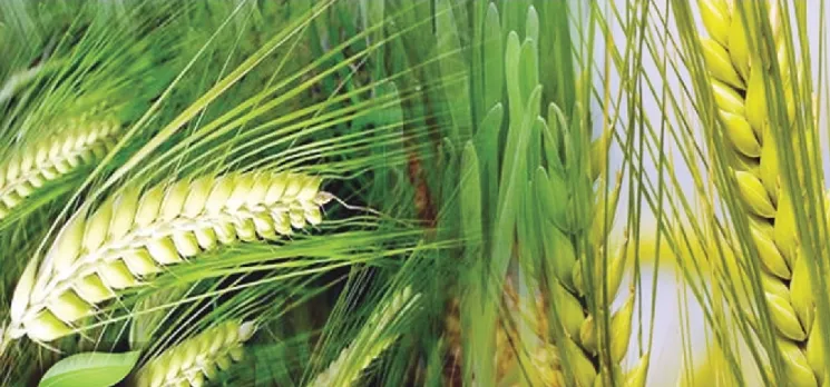 बरेली: गेंहू की सिंचाई करें किसान, दाने होंगे मजबूत