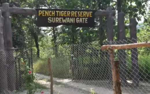 मध्य प्रदेश के पेंच बाघ रिजर्व में बाघ का शव मिला, क्षेत्र की लड़ाई का संदेह