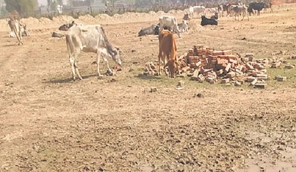 मौतों को नकारने में जुटा प्रशासन, देवरा भूरा के बाड़े में चार और गोवंशों की गई जान