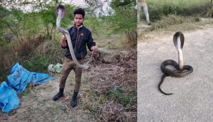 हरदोई: वन विभाग और सर्पमित्र ने दो सांपों का रेस्क्यू कर जंगल में छोड़ा