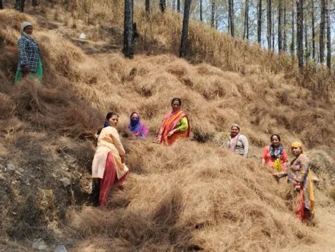 नैनीताल: पिरूल इकट्ठा करने में जुटीं पहाड़ की महिलाएं, वनाग्नि की घटनाओं में लगेगा अंकुश