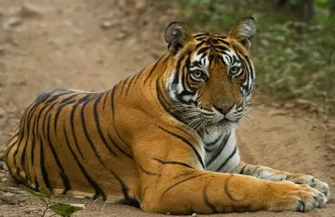 छत्तीसगढ़: बिलासपुर चिड़ियाघर में बाघ के साथ लड़ाई में बाघिन की मौत