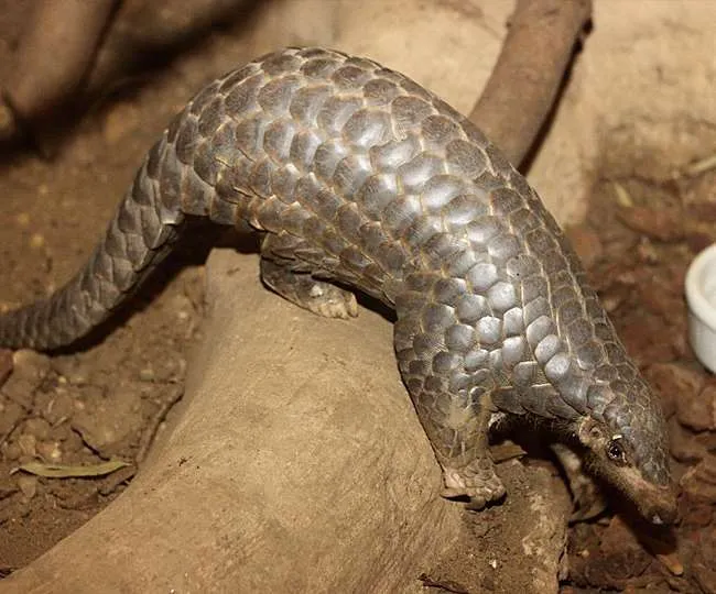 खटीमा: दुर्लभ सल्लू सांप के साथ दो तस्कर गिरफ्तार