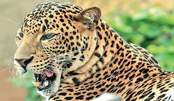 बिजनौर: अज्ञात वाहन की टक्कर से गुलदार की मौत, पोस्टमार्टम कर दफनाया शव