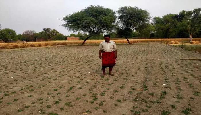 उन्नाव: डीजल के भाव ने बदला किसानों का मिजाज, मक्का से मुंह फेरकर दलहनी फसलों की तरफ किया रुख