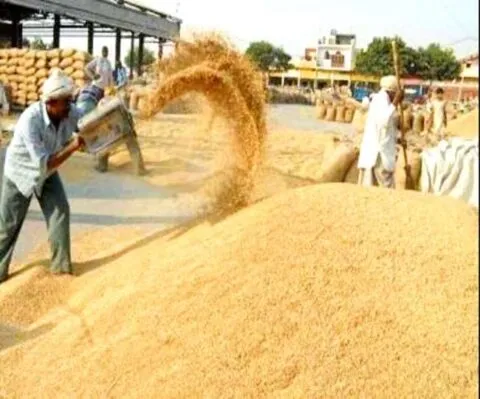 जसपुर: 82 गांवों के गेहूं की खरीद के लिए बनाए 12 क्रय केंद्र