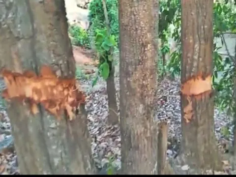 अवैध रूप से प्लॉटिंग के लिए नैनीताल की ग्रीन बेल्ट में सुखाए जा रहे पेड़