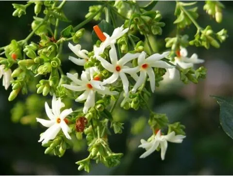 हल्द्वानी: प्रकृति से नाता जोड़ कराया Feel Good, घर-आंगन से बिखेरी हरियाली