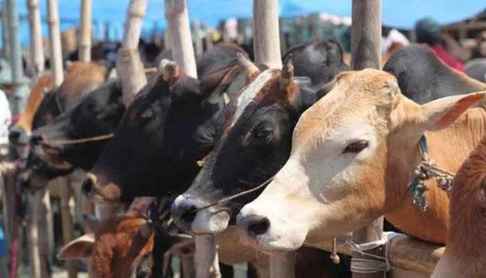 बरेली: गोशाला में सफाई और सुव्यविस्थत गोवंश देख मंत्रियों ने की तारीफ