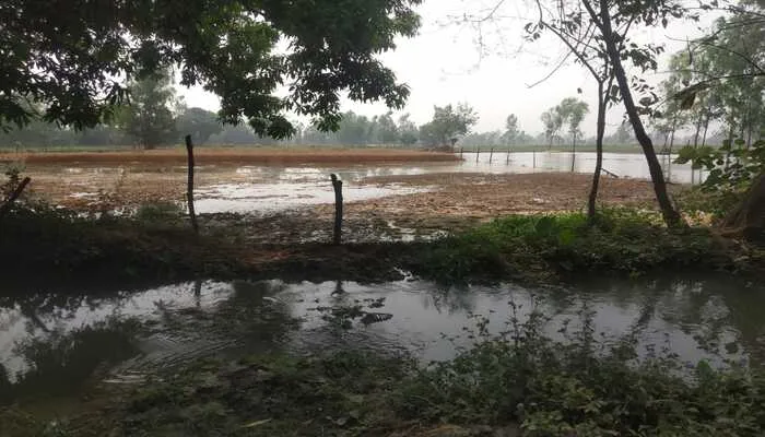 बाराबंकी: माइनर कटने से पानी से लबालब हुए गेहूं और पिपरमिंट के खेत, किसानों की मेहनत पर फिरा पानी