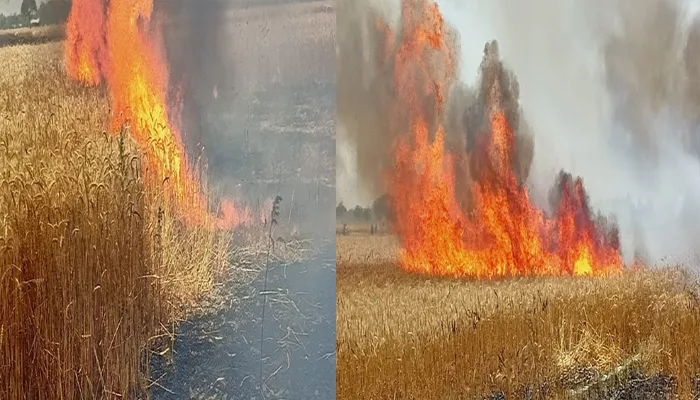बहराइच: अज्ञात कारणों से लगी आग, सैकड़ों बीघा गेहूं की फसल राख