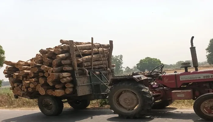 बहराइच: बिना परमिट के काट डाले सागौन के सैकड़ों पेड़, वन विभाग बना अंजान