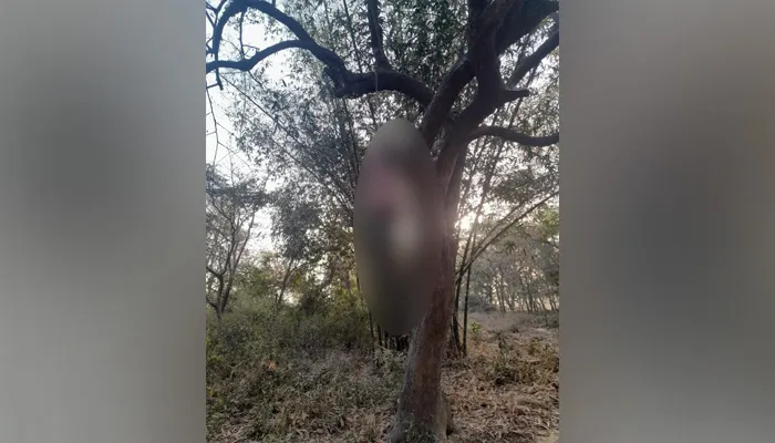 बाराबंकी: पेड़ से लटकता मिला युवक का शव, जांच में जुटी पुलिस