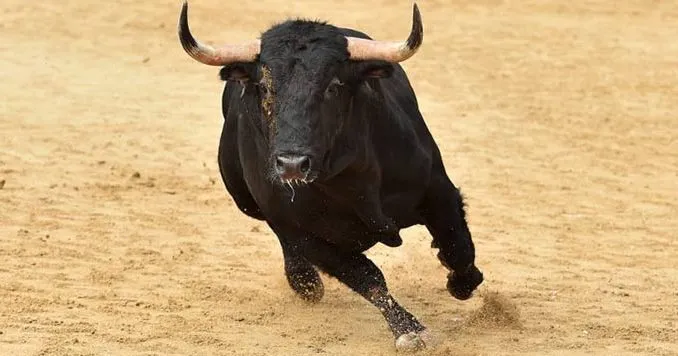 हल्द्वानी: आवारा सांड के हमले में महिला की जान गई