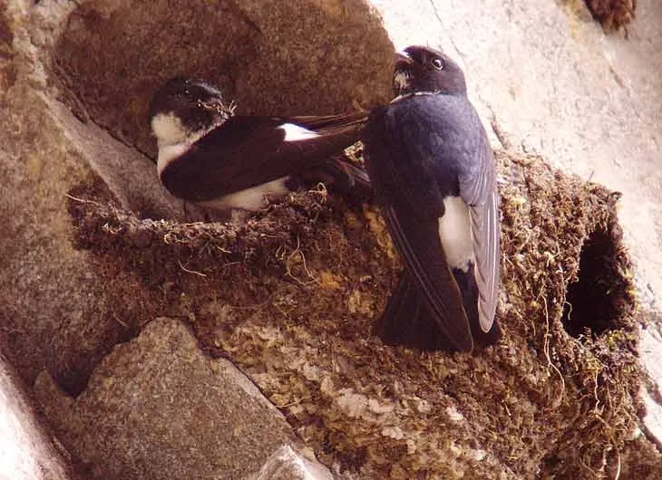 नेपाल हाउस मार्टिन का सबसे बड़ा परिवार नैनीताल में…