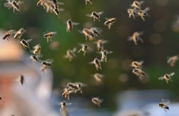 छत्तीसगढ़: बर्थडे पार्टी के दौरान मधुमक्खियों ने किया हमला, 10 लोग घायल