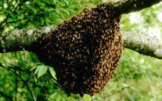 मधुमक्खियों ने महिला और उसके पांच साल के नाती पर किया हमला, दोनों की मौत