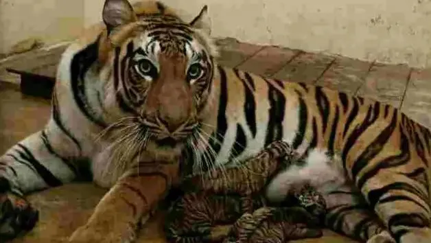 प्रसव के दौरान बाघिन की मौत, एक अन्य बाघिन ने दिया चार शावकों को जन्म 