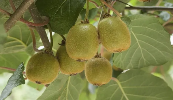 मुरादाबादी जलवायु में कीवी के पौधे मुस्कुराए, चार साल बाद आने लगेंगे फल