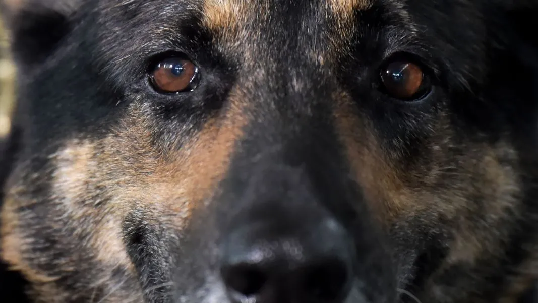 बलिया: कुत्ते ने पेश की वफादारी की मिसाल, आठ महीने तक भूखे प्यासे रहकर की घर की रखवाली