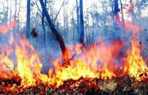 उत्तराखंड: आग से कई हेक्टेयर जंगल जला, वन संपदा को नुकसान
