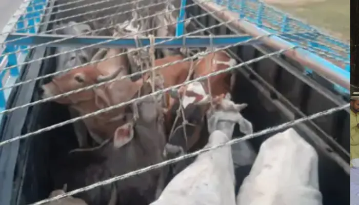 आगरा: हिंदू महासभा के कार्यकर्ताओं ने पकड़ा गोवंश से भरा कंटेनर, तस्कर फरार