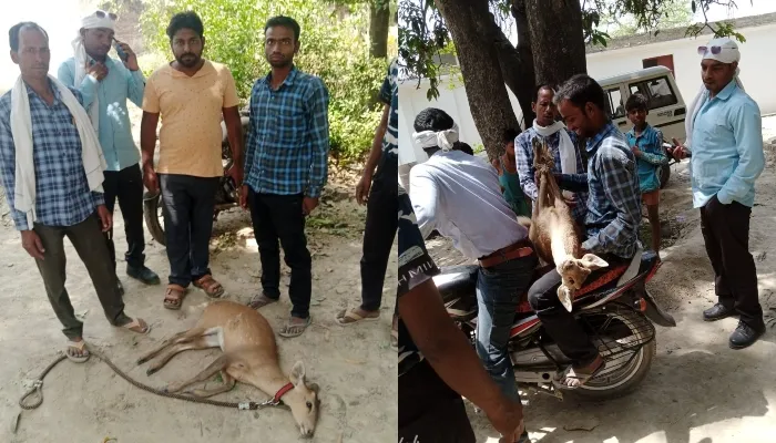 बहराइच: जंगल से गांव पहुंचे हिरण को कुत्ते ने नोचा, ग्रामीणों ने बचाई जान, 20 घंटे बाद वन कर्मी ले गए रेंज कार्यालय