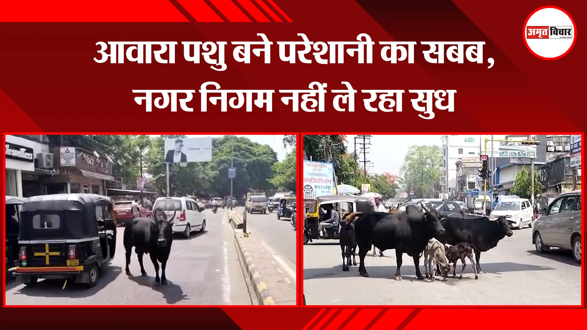 हल्द्वानी: आवारा पशु बने परेशानी का सबब, नगर निगम नहीं ले रहा सुध