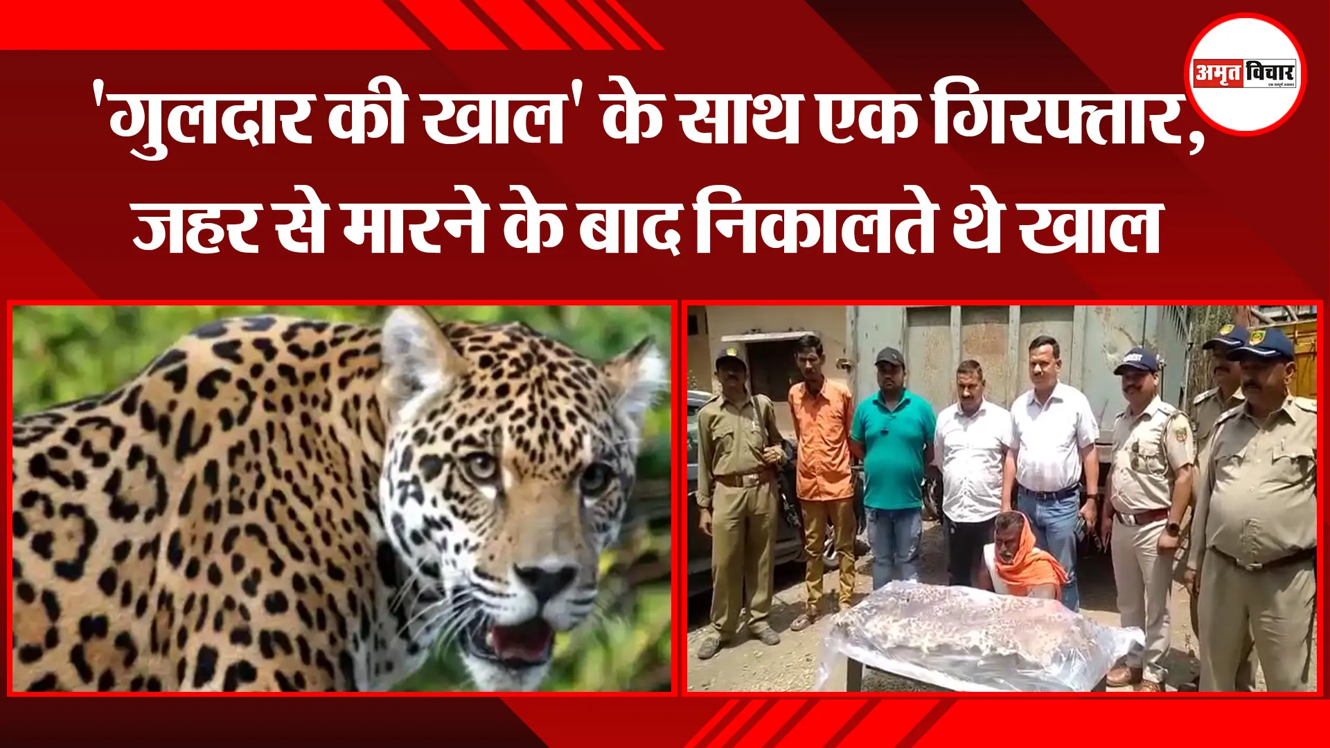 हल्द्वानी: ‘गुलदार की खाल’ के साथ एक गिरफ्तार, जहर से मारने के बाद निकालते थे खाल