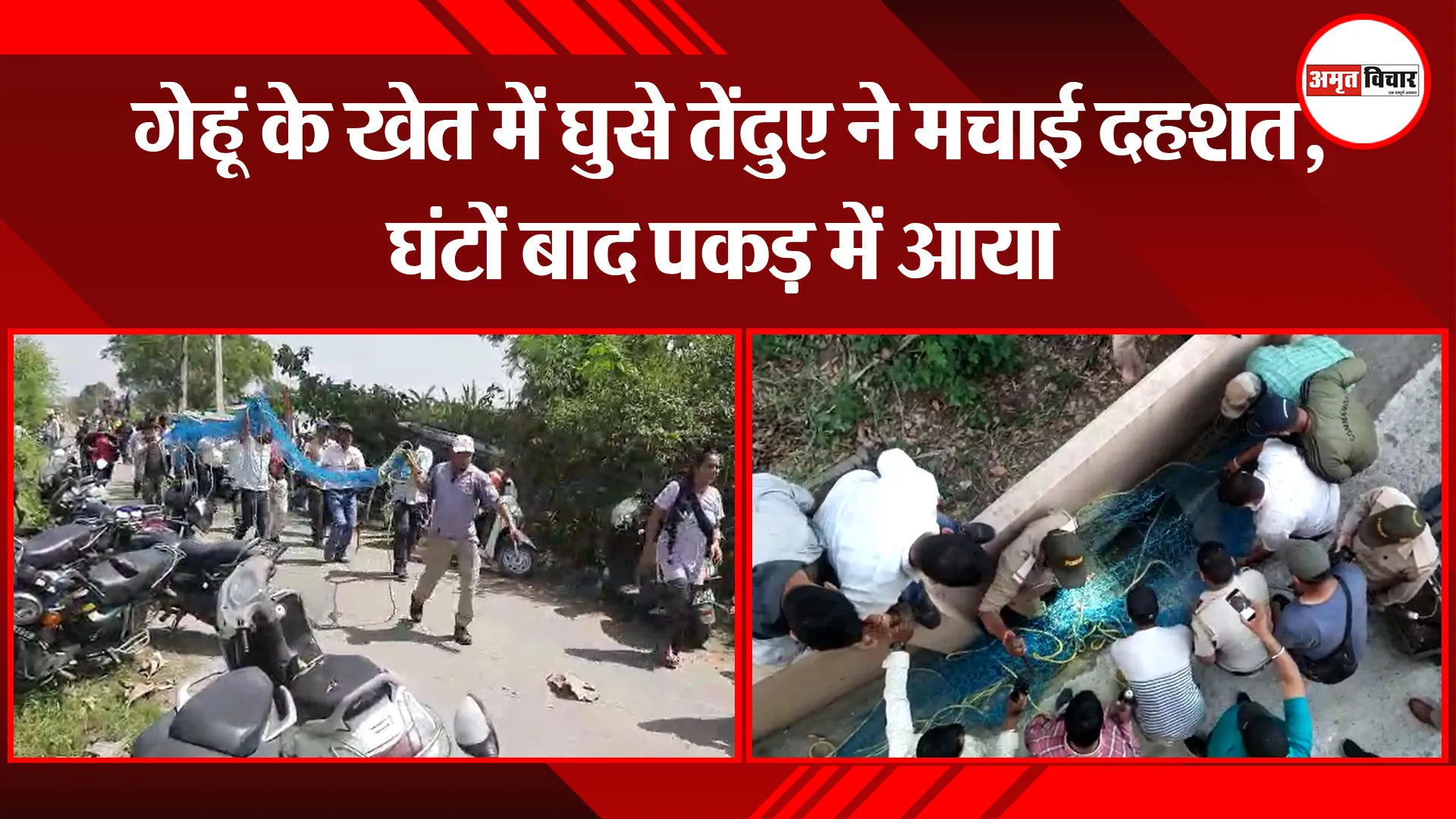 हल्द्वानी: गेहूं के खेत में घुसे तेंदुए ने मचाई दहशत, घंटों बाद पकड़ में आया