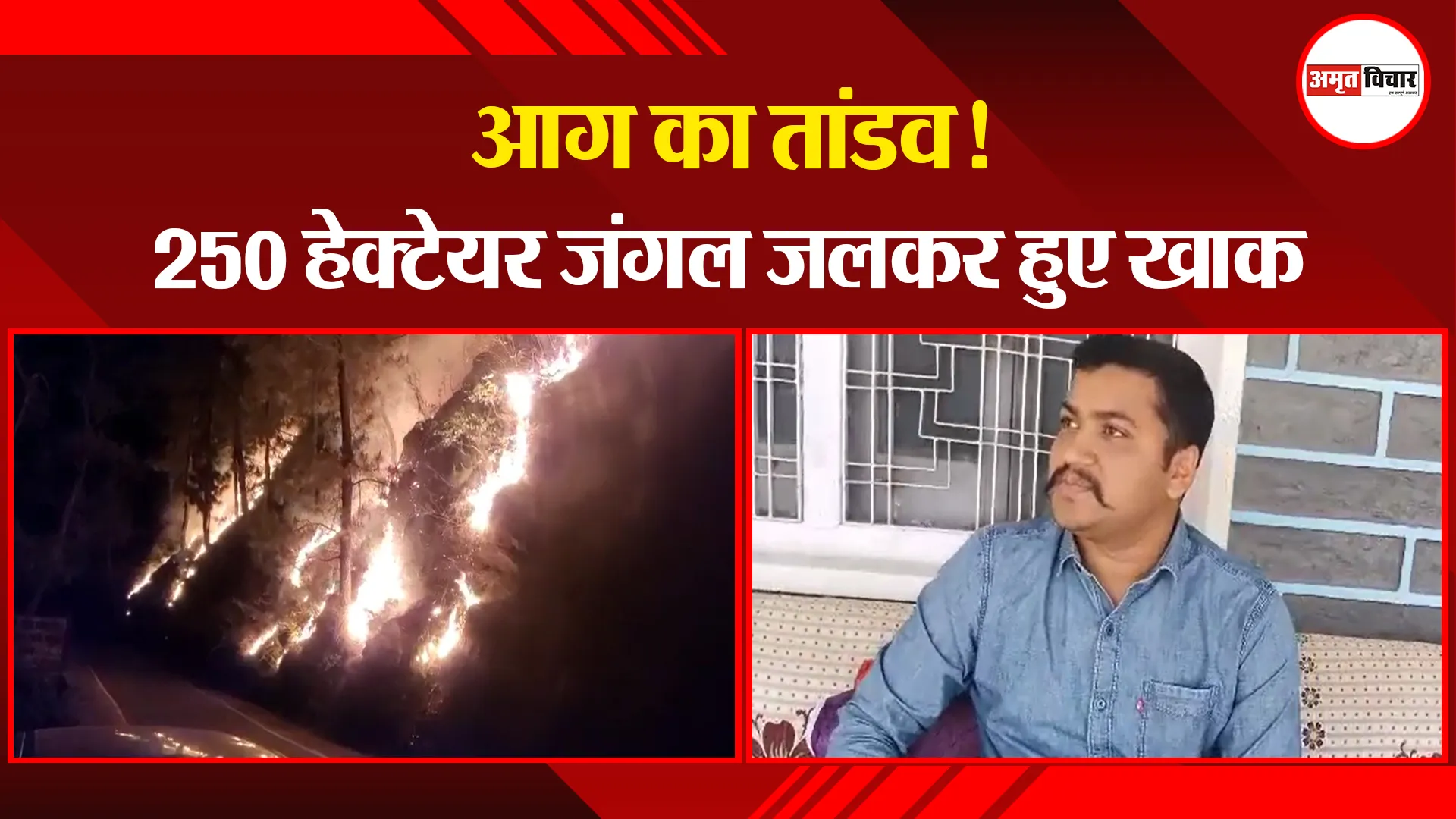 अल्मोड़ा: आग का तांडव! 250 हेक्टेयर जंगल जलकर हुए खाक
