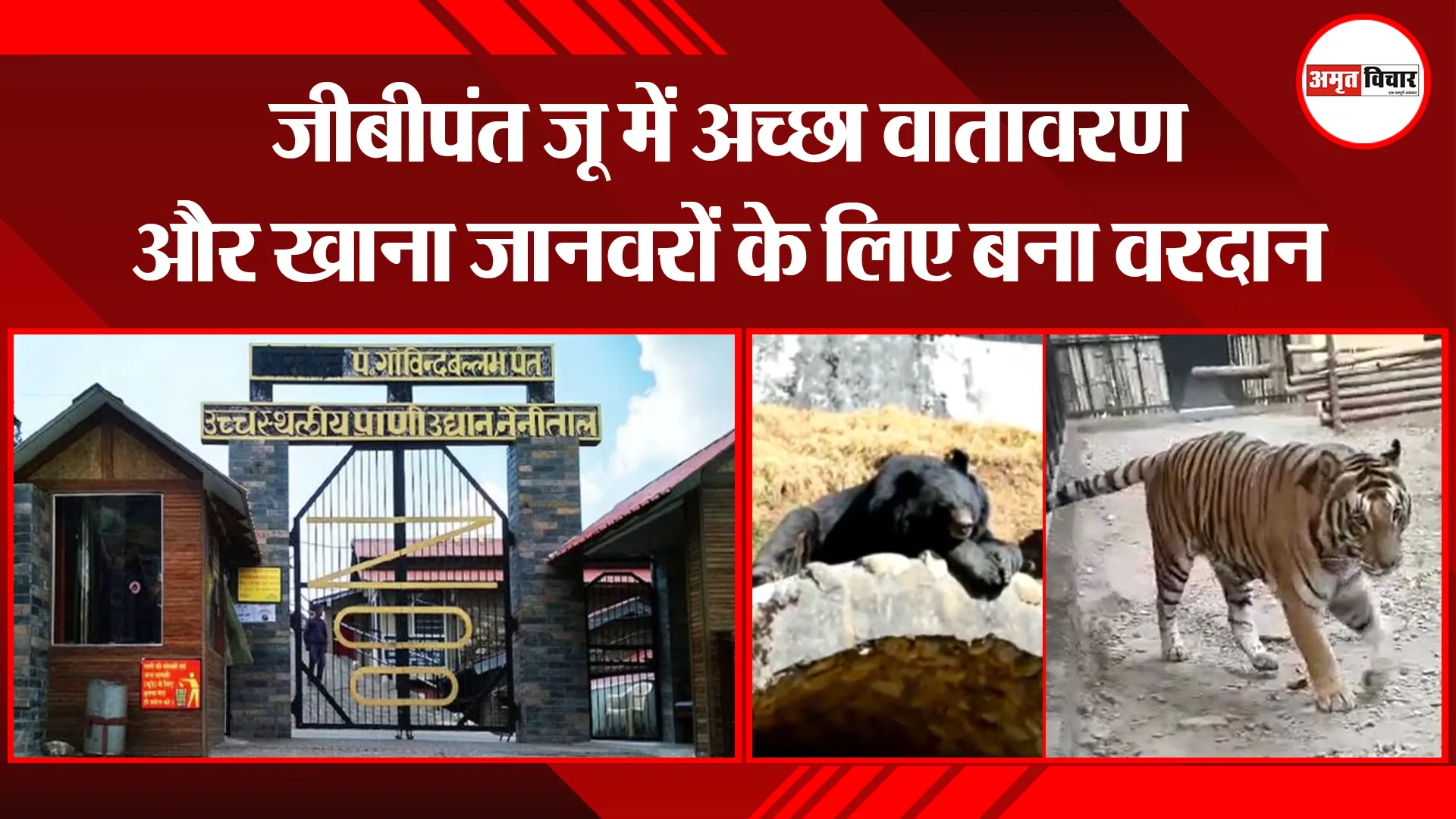 नैनीताल: जीबीपंत जू में अच्छा वातावरण और खाना जानवरों के लिए बना वरदान